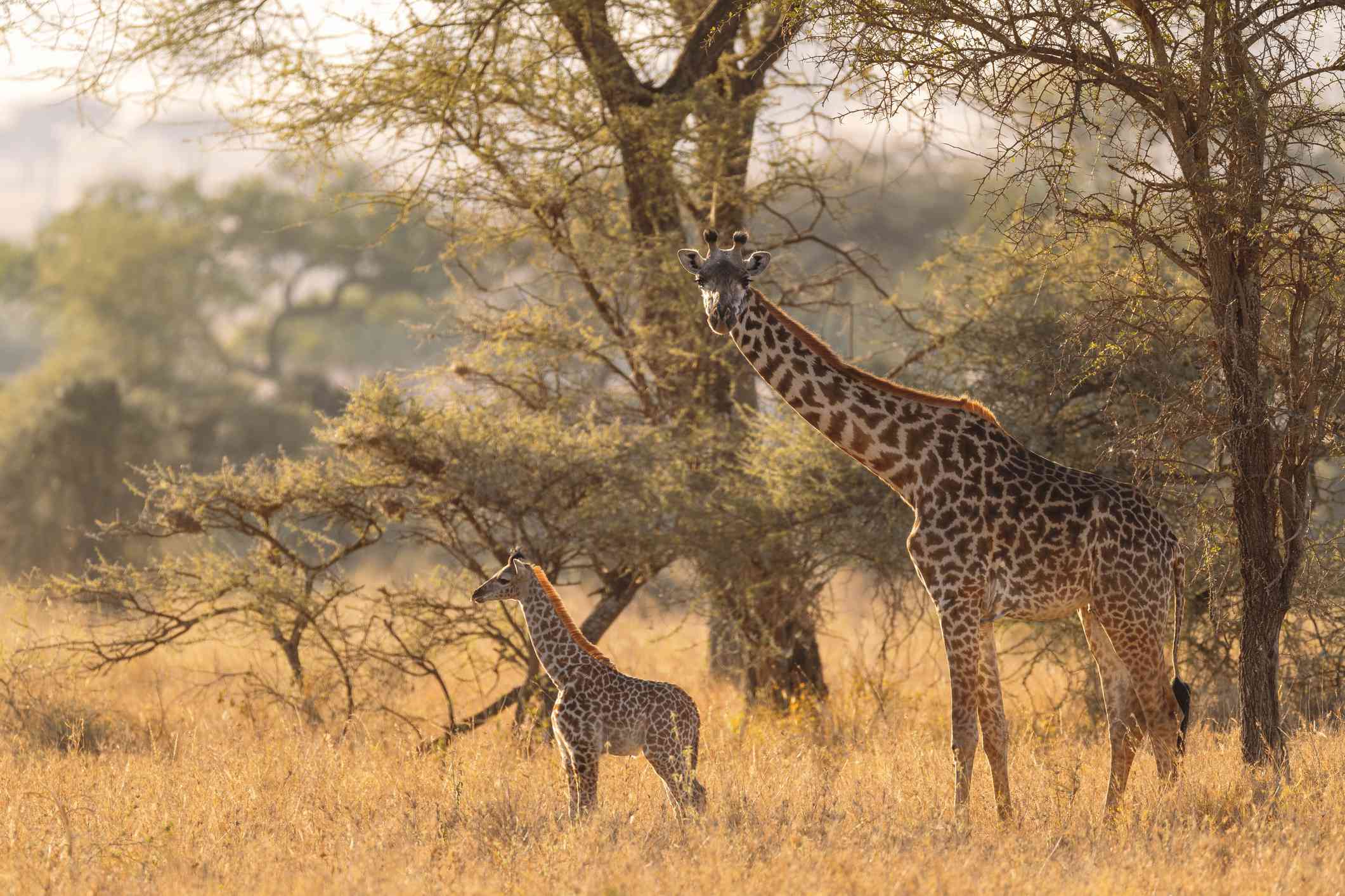 塞伦盖蒂平原上的长颈鹿妈妈和她的宝宝