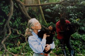 灵长类动物学家珍·古道尔在野外抱着一只黑猩猩＂width=