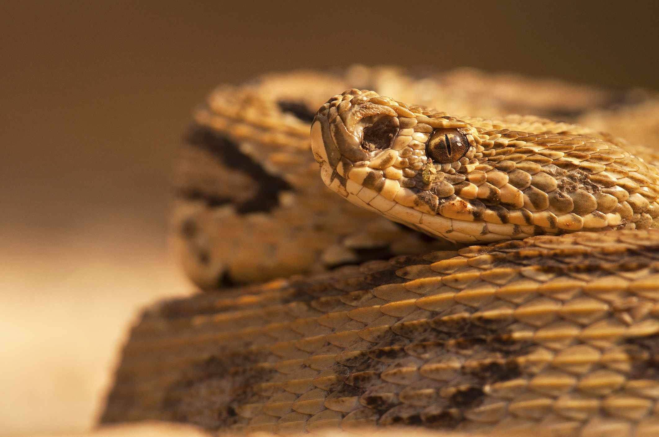 浅棕色拉塞尔的毒蛇，带深环金刚石图案。“width=