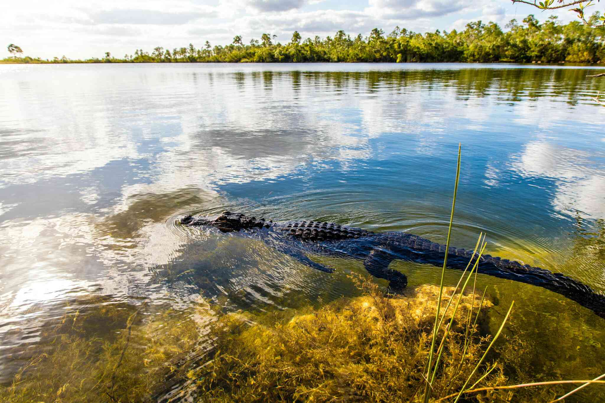 鳄鱼在佛罗里达大沼泽地的一大片浅水中游泳的侧视图，远处生长着红树林