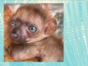 杰克逊维尔动物园和花园中出生的蓝眼睛的婴儿狐猴