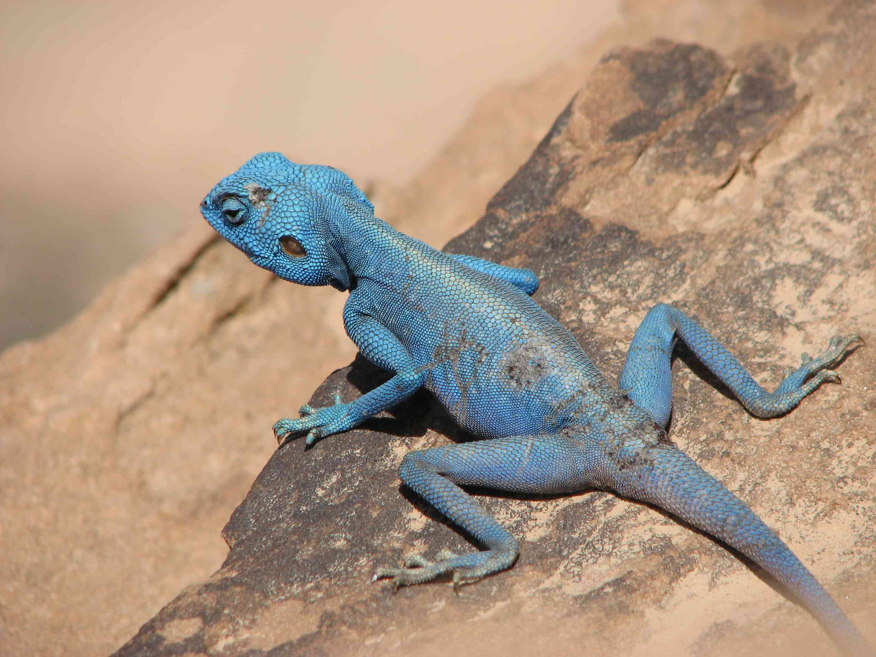 一只蓝色的西奈阿加马躺在岩石上