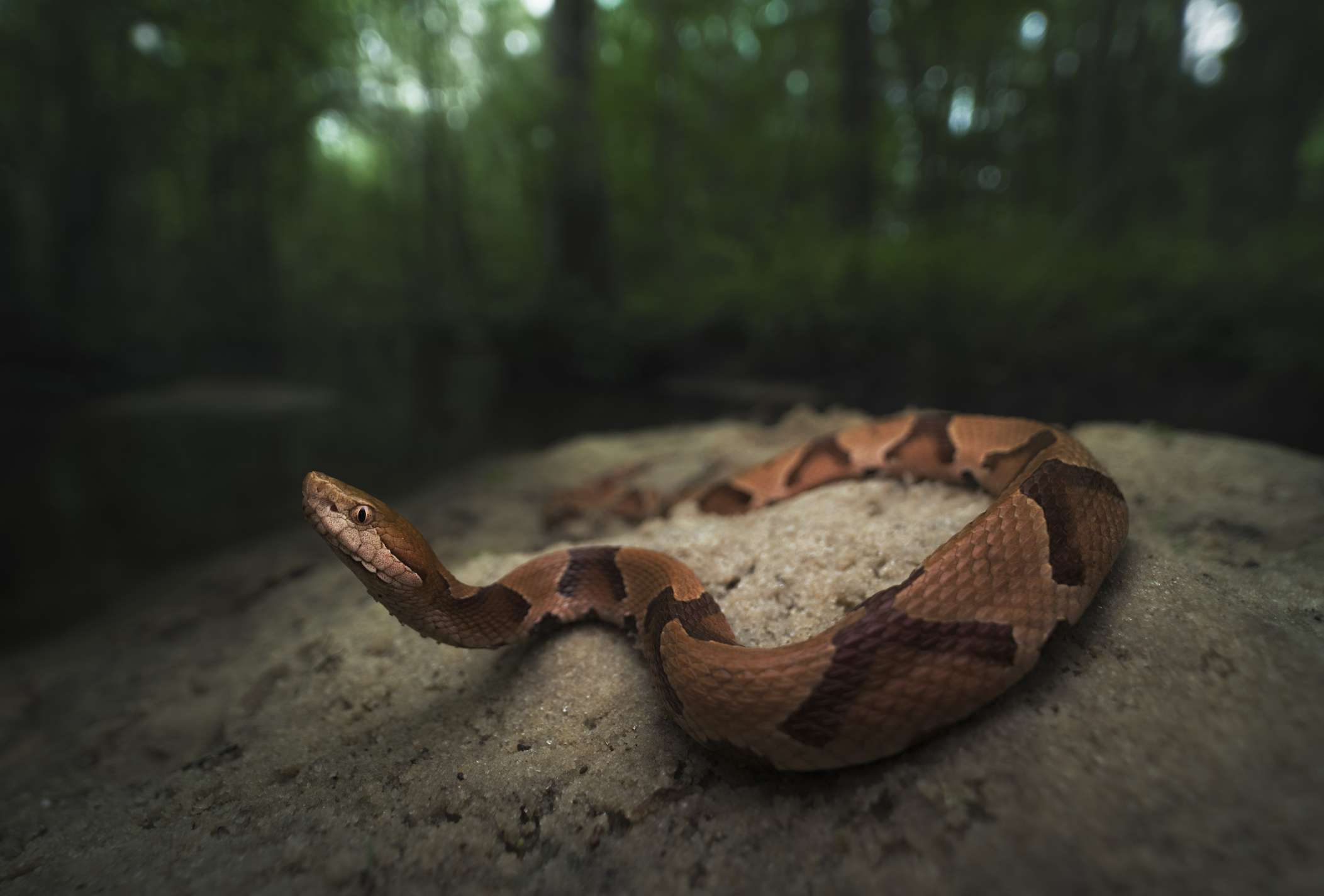 在佛罗里达州的一块岩石上，一条有着棕褐色身体和深棕色图案的南方铜头蛇在树林的背景下滑行。“width=