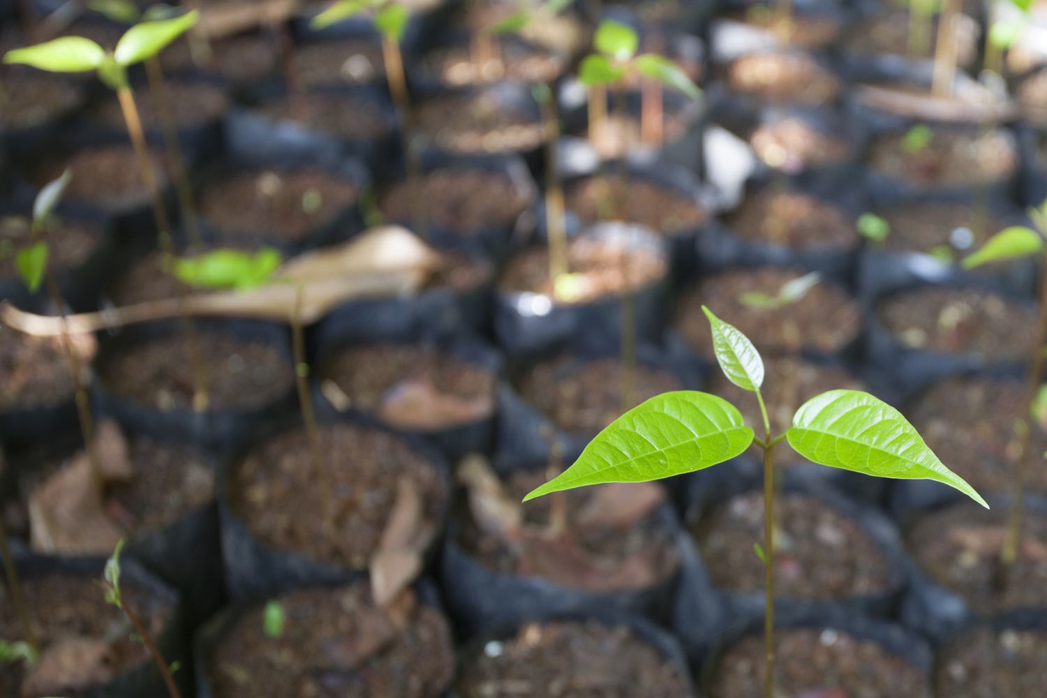 树苗生长在可生物降解的包裹中。