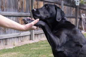 年长的黑色实验室狗在后院与主人“握手”