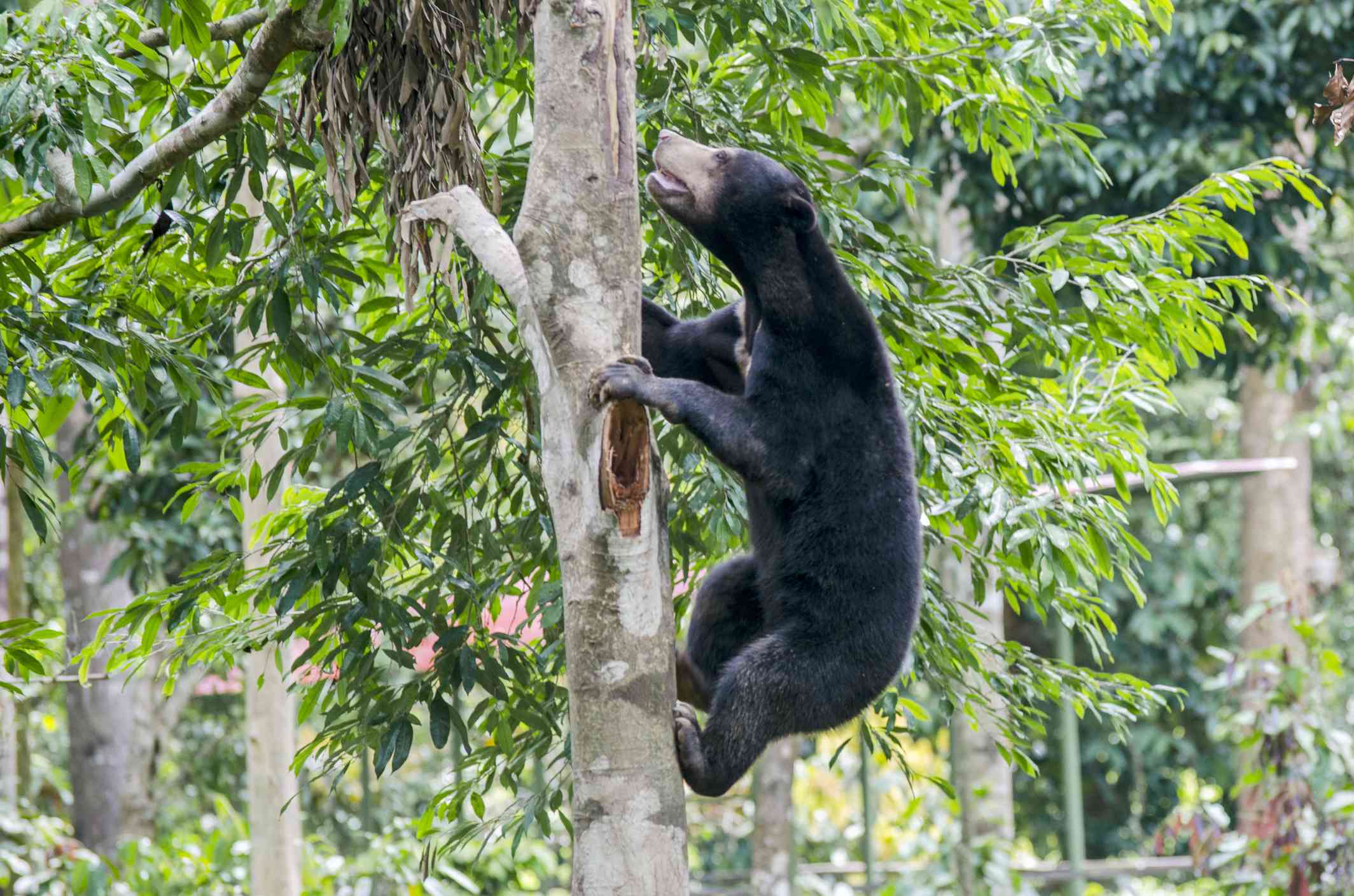 在一片绿色的森林里，一只棕色的马来熊正在爬树＂width=