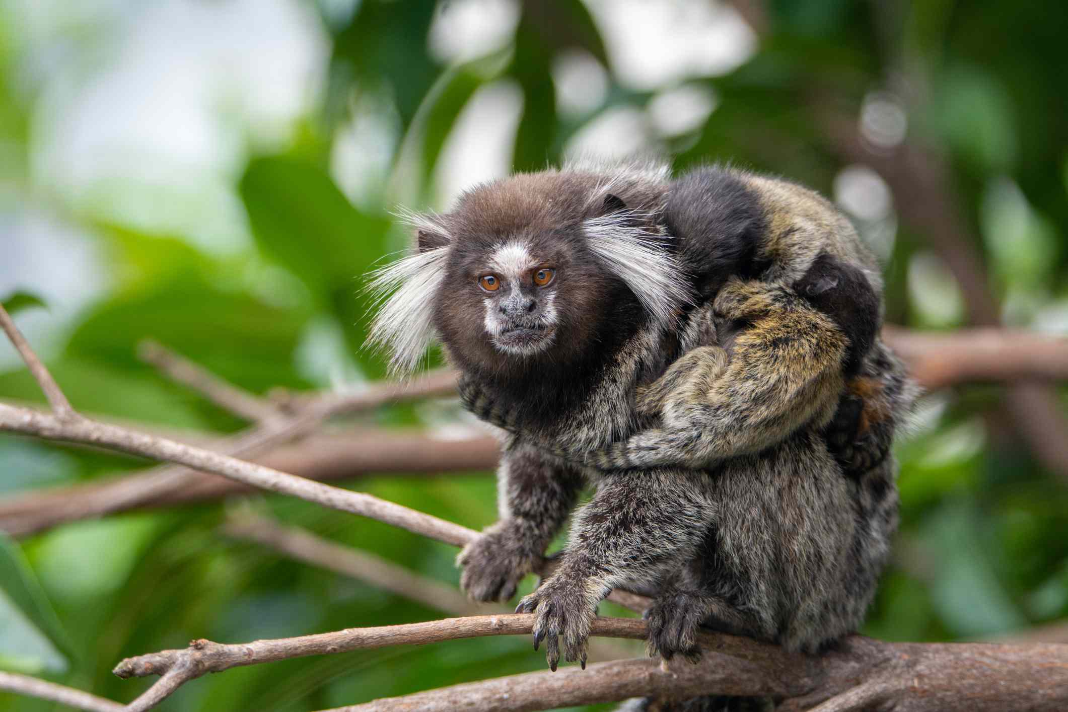 一种棕色的雌性绒猴，头部两侧长有白色绒毛，抱着她的孩子＂width=