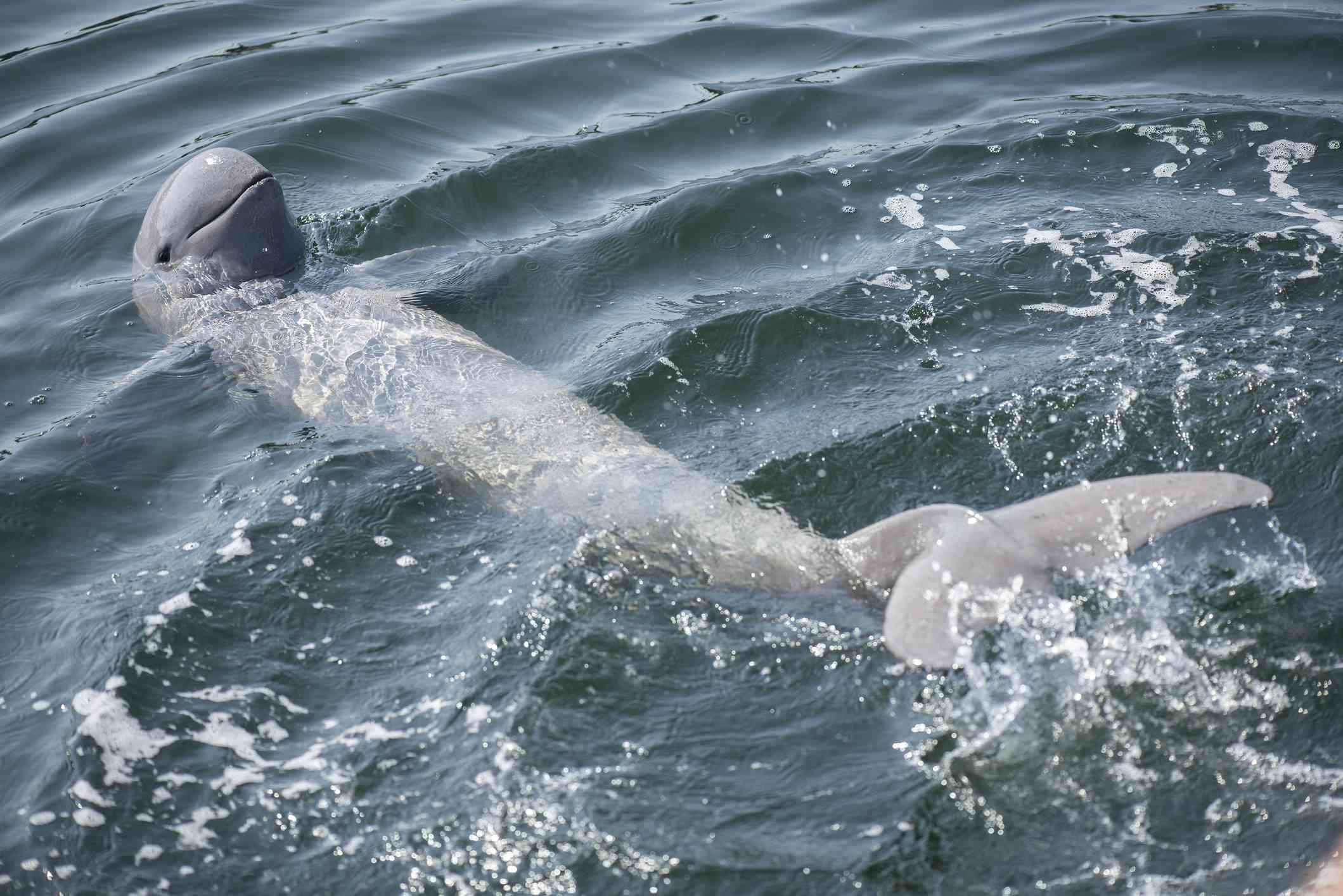 一只灰色的伊洛瓦底江海豚在海里游泳＂width=
