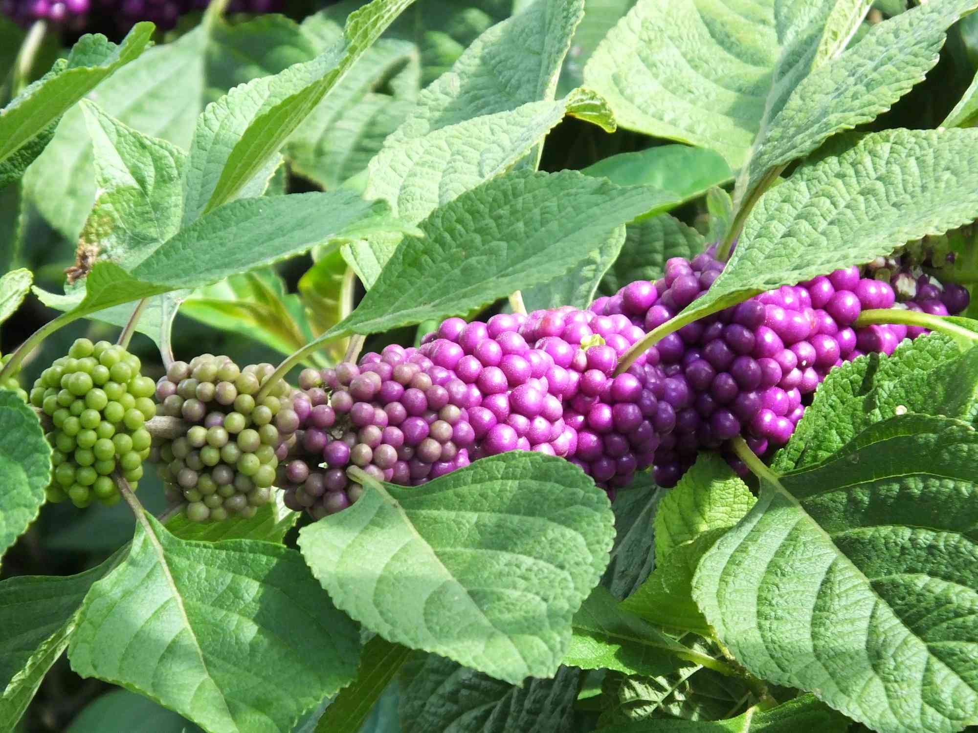 浆果成熟美国布什紫珠。