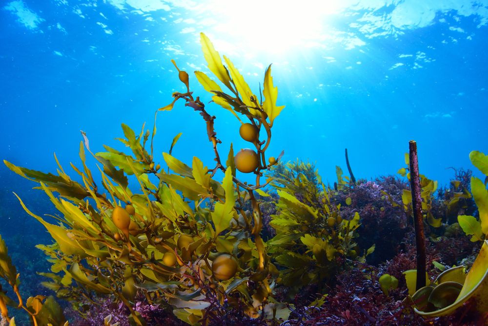 高海藻生长