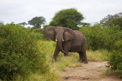 博茨瓦纳灌木丛中的大象。