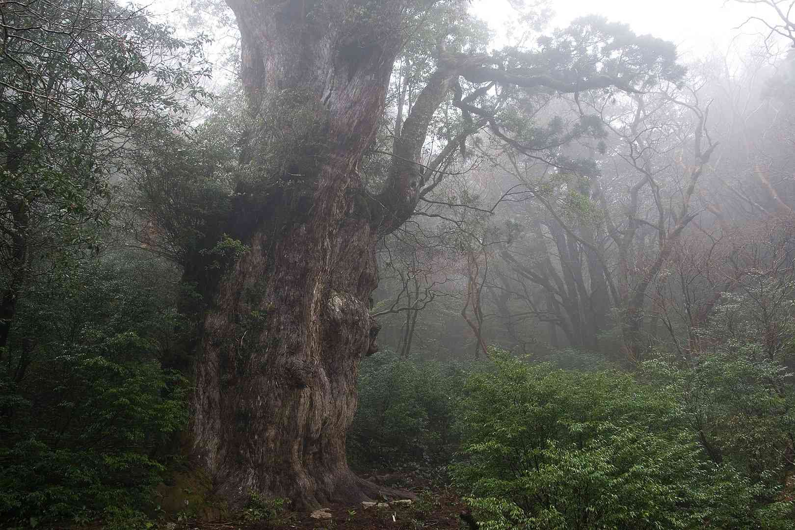 日本Yakushima的TreeJōmonSugi的雾蒙蒙的景色“width=