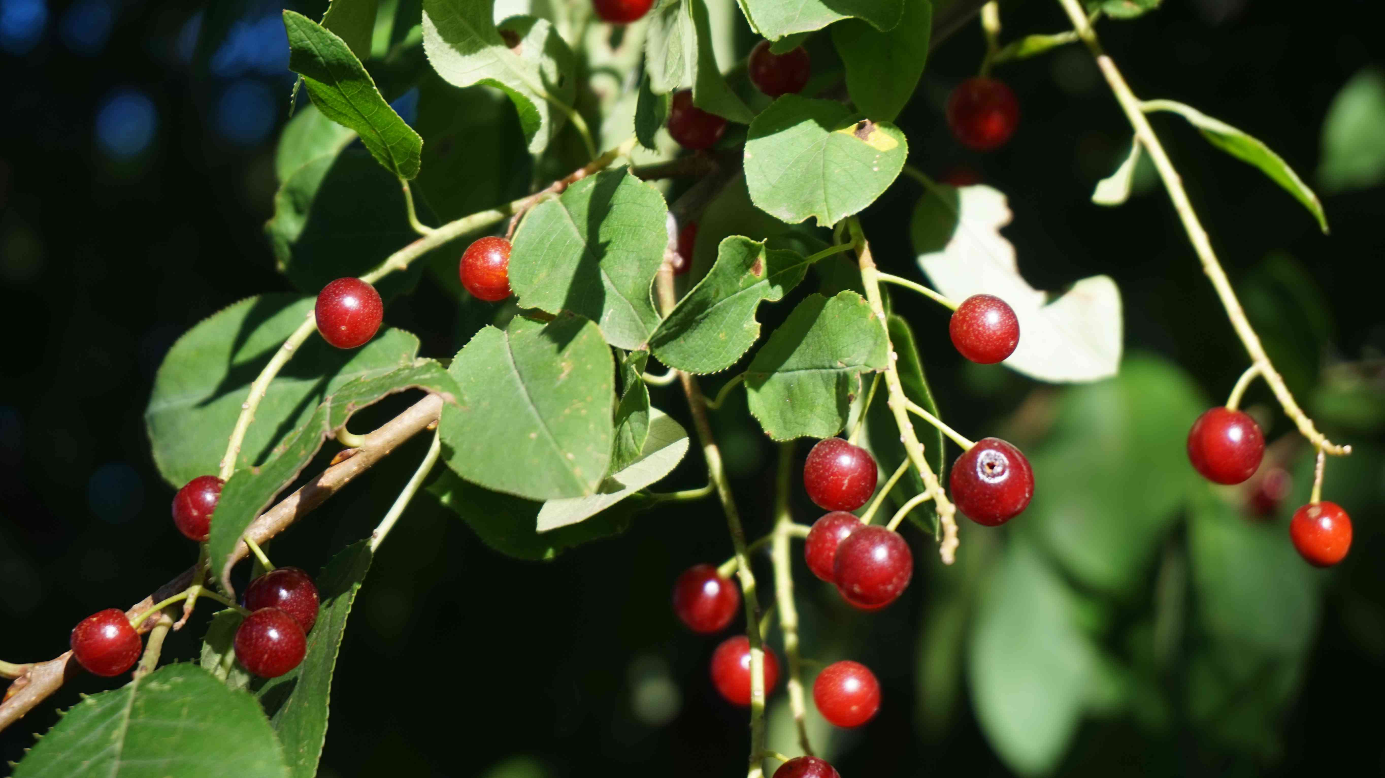 Hollyleaf Cherry prunus iLicifolia的浆果