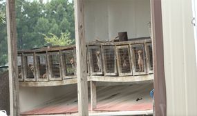 阿肯色州波卡洪塔斯幼犬厂的笼子里的繁殖犬＂width=