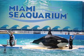 一只虎鲸在迈阿密水族馆表演。＂width=