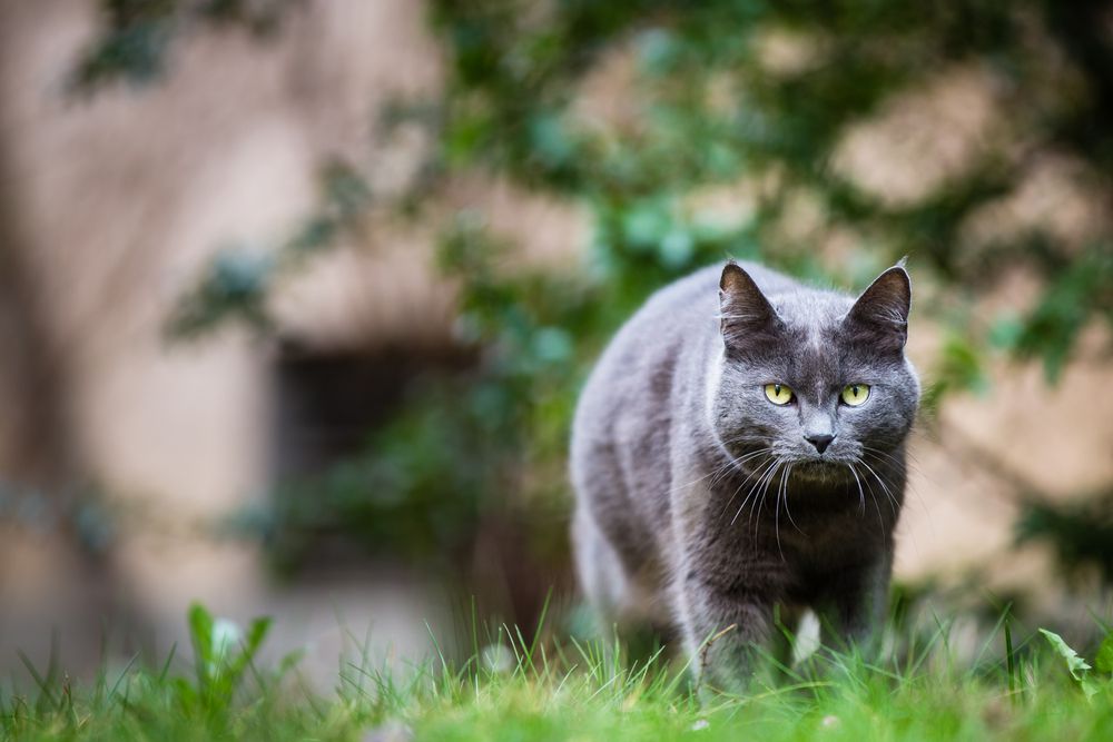 灰色的猫在户外绿色的草坪上