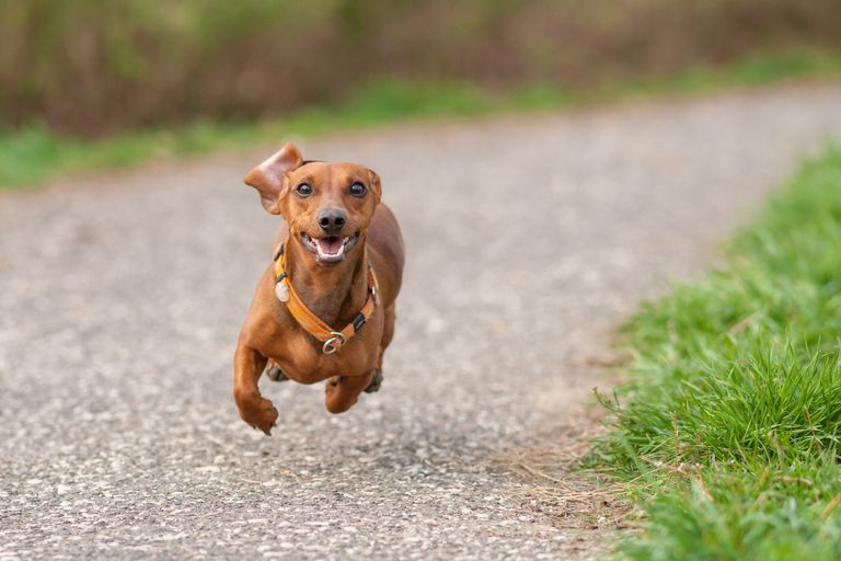 棕色的小猎犬在半空中,在道路上运行正面