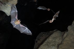 一些种类的蝙蝠用回声定位在夜间捕食