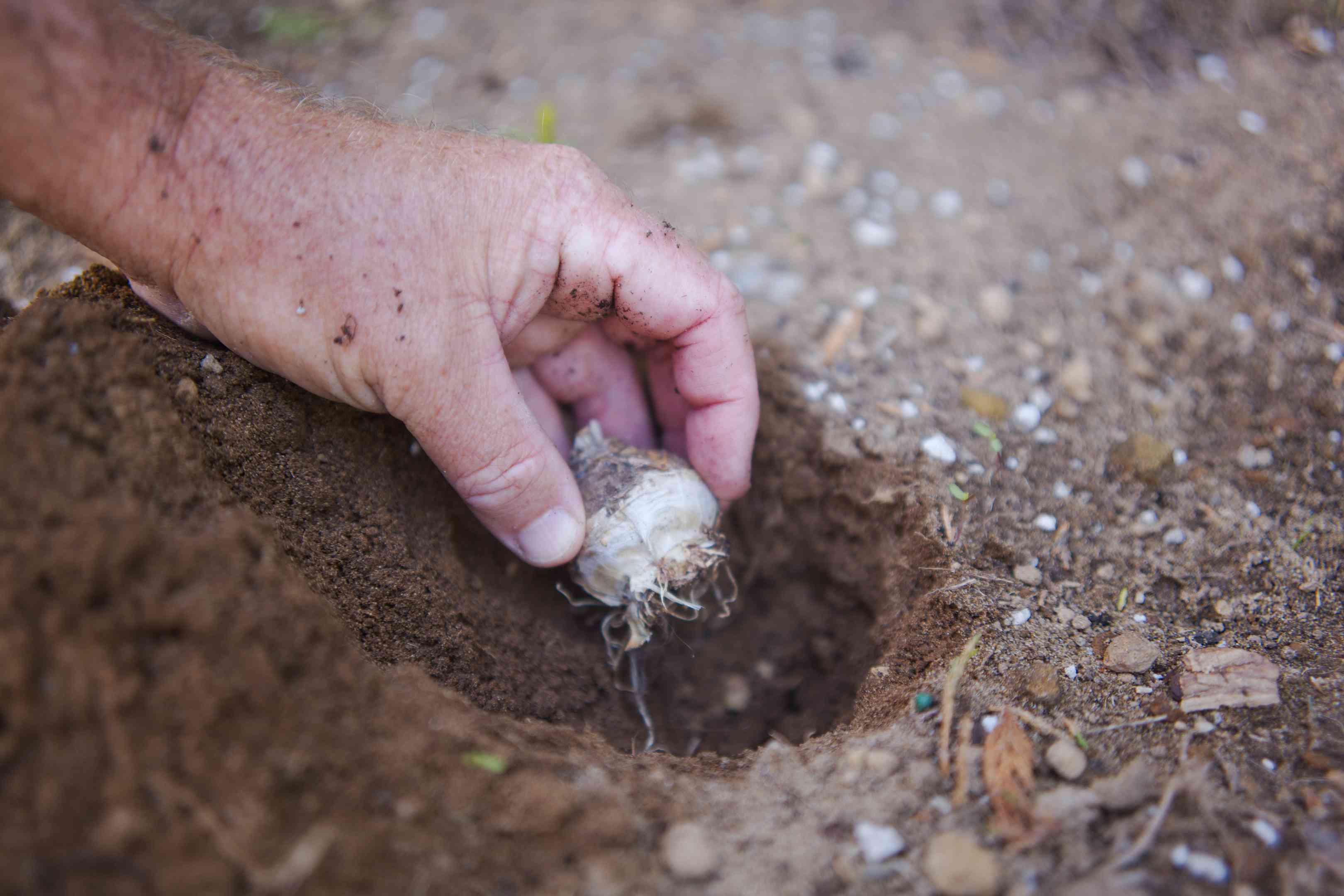 手把白色球茎放在花园的土壤中新挖的洞里