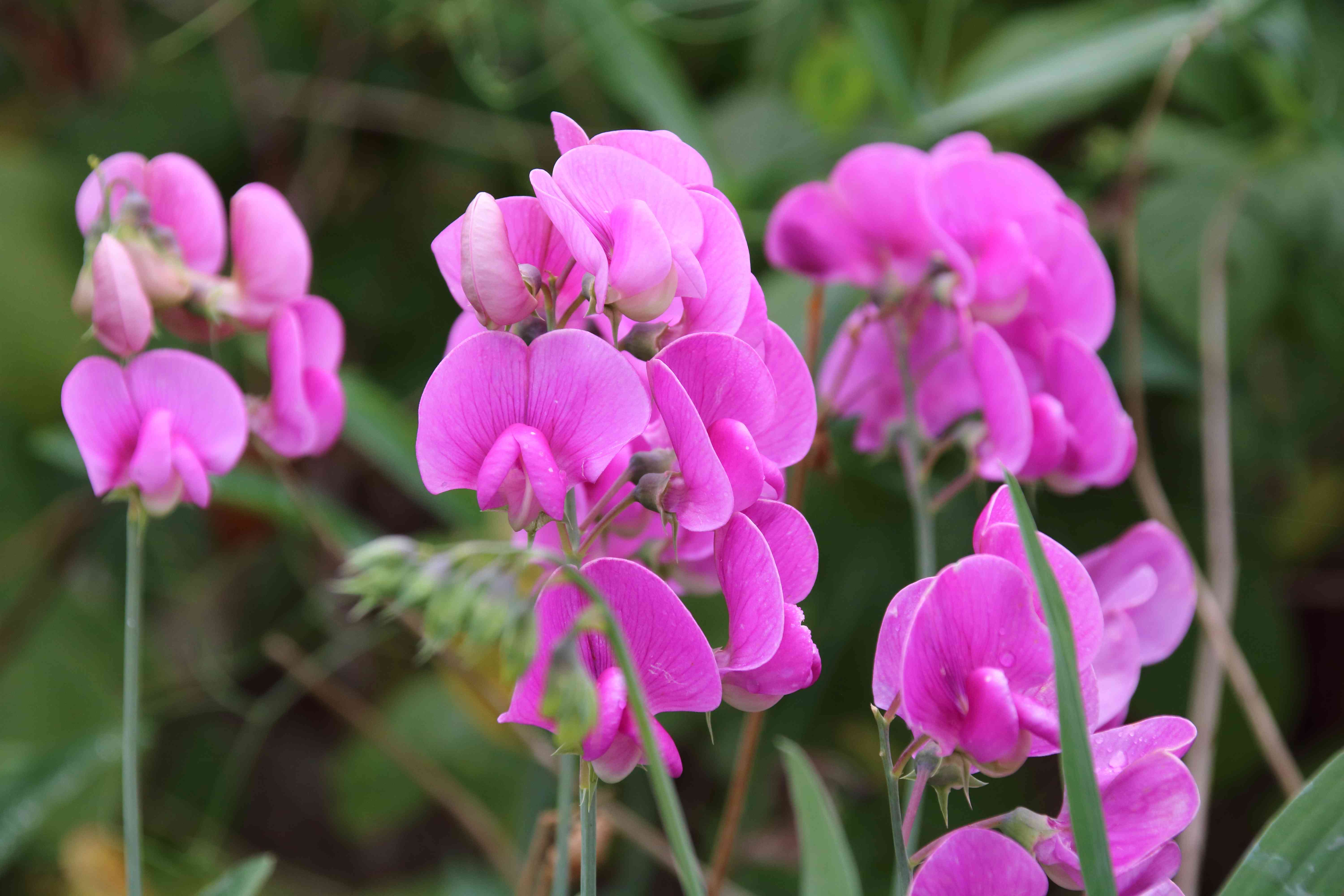 lathyrus odoratus sweetpea