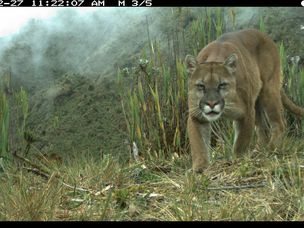 厄瓜多尔的摄像机捕捉到一只美洲狮