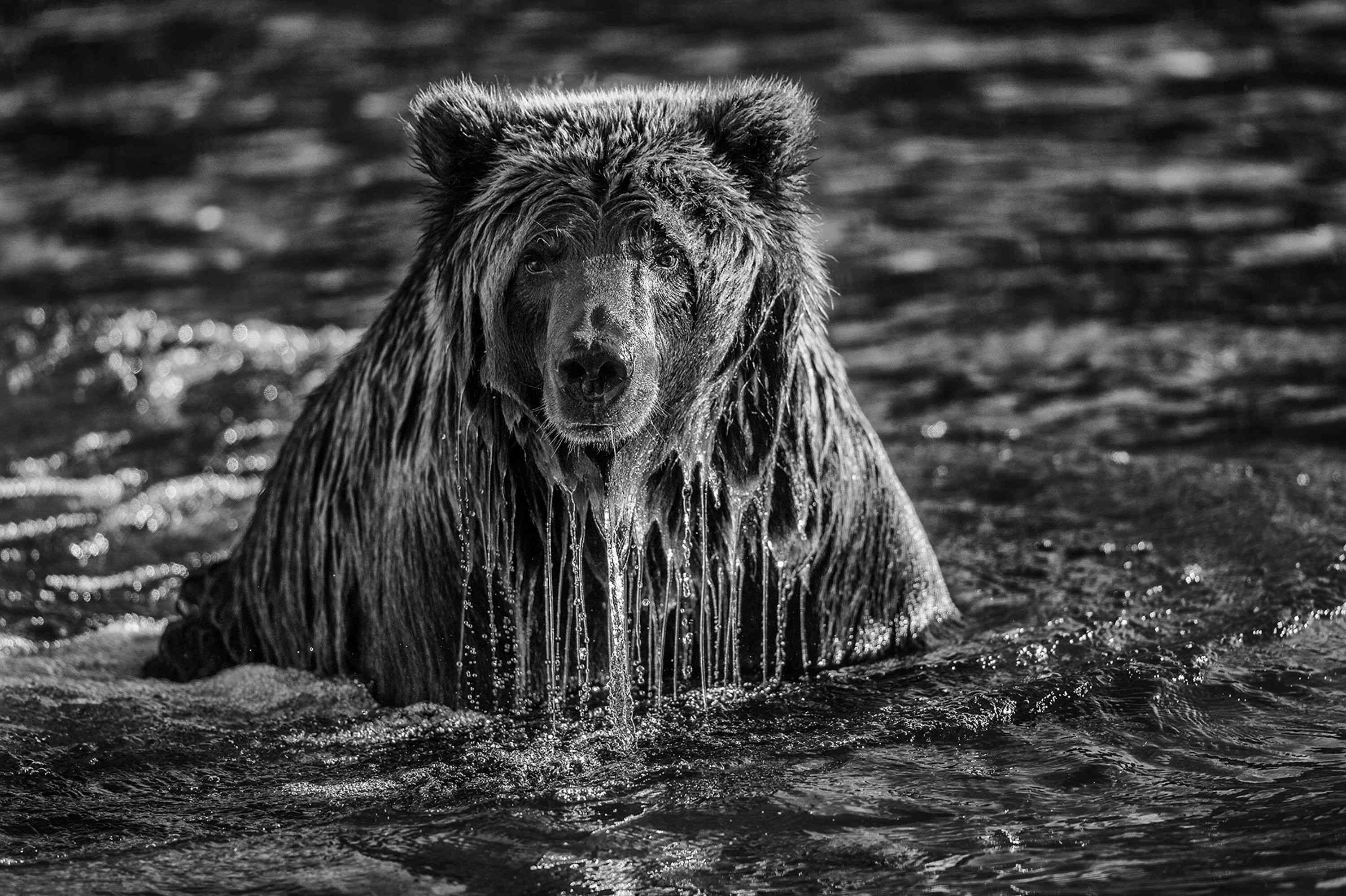 熊在水中