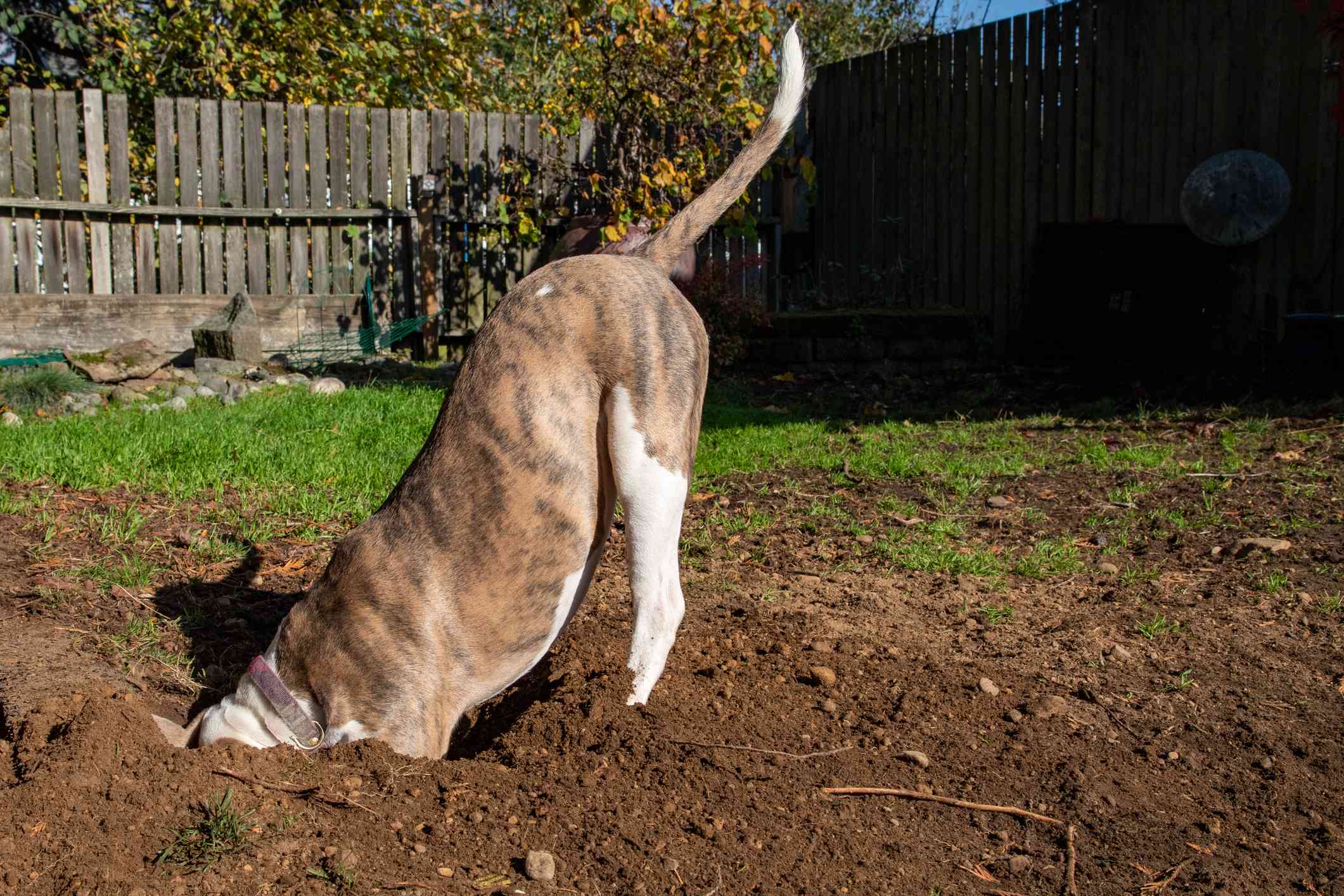 狗在花园里挖了一个深洞”width=