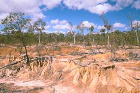 A landscape of dying trees and eroded soil sits under a fair sky.