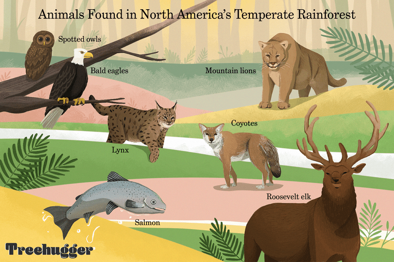 彩色图示生活在温带雨林中的各种大大小小的动物