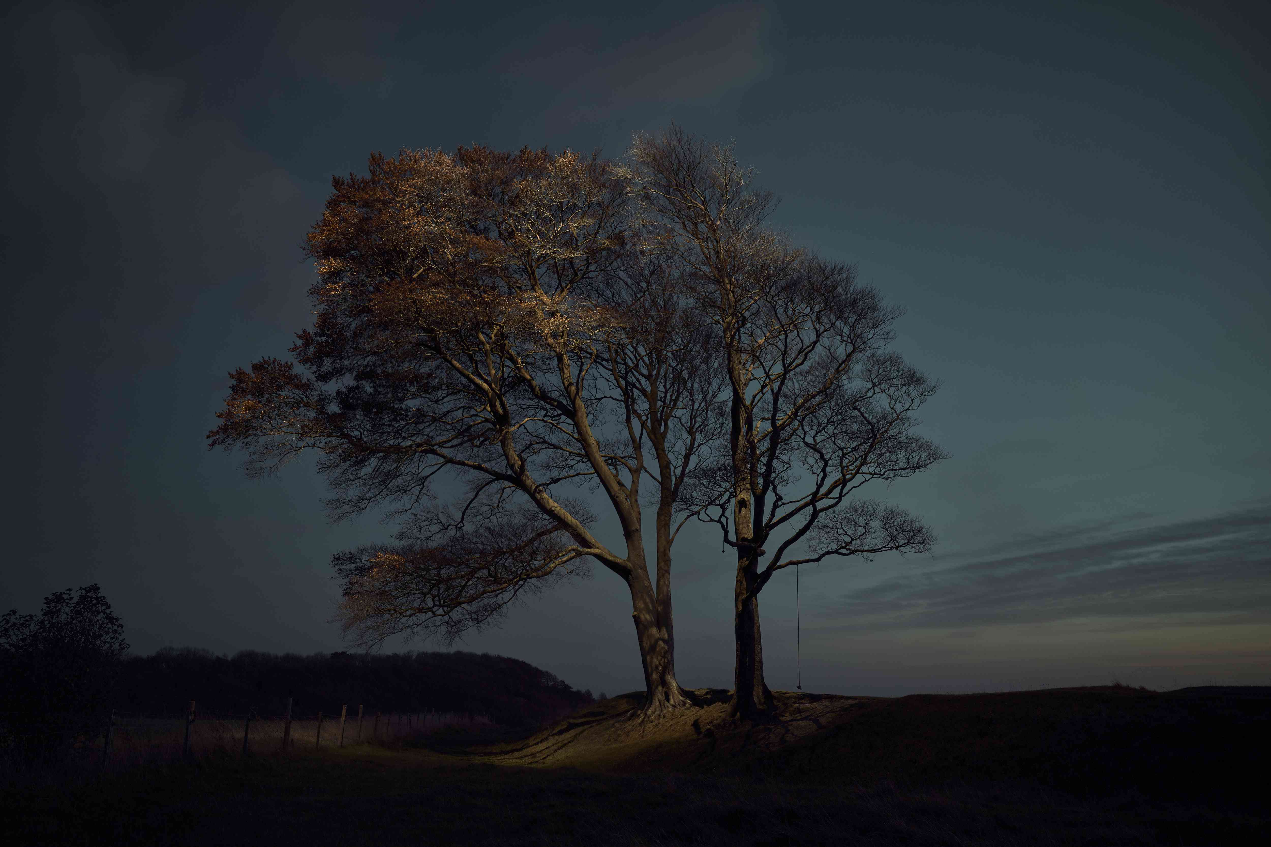 夜间树木剪影