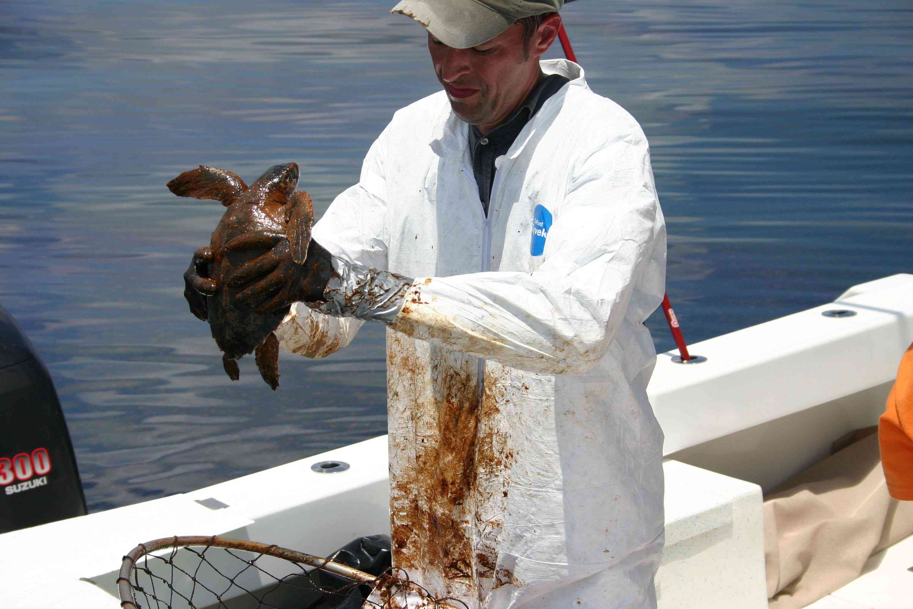 美国国家海洋和大气管理局的兽医准备清理一只被油浸的肯普雷德利海龟＂width=