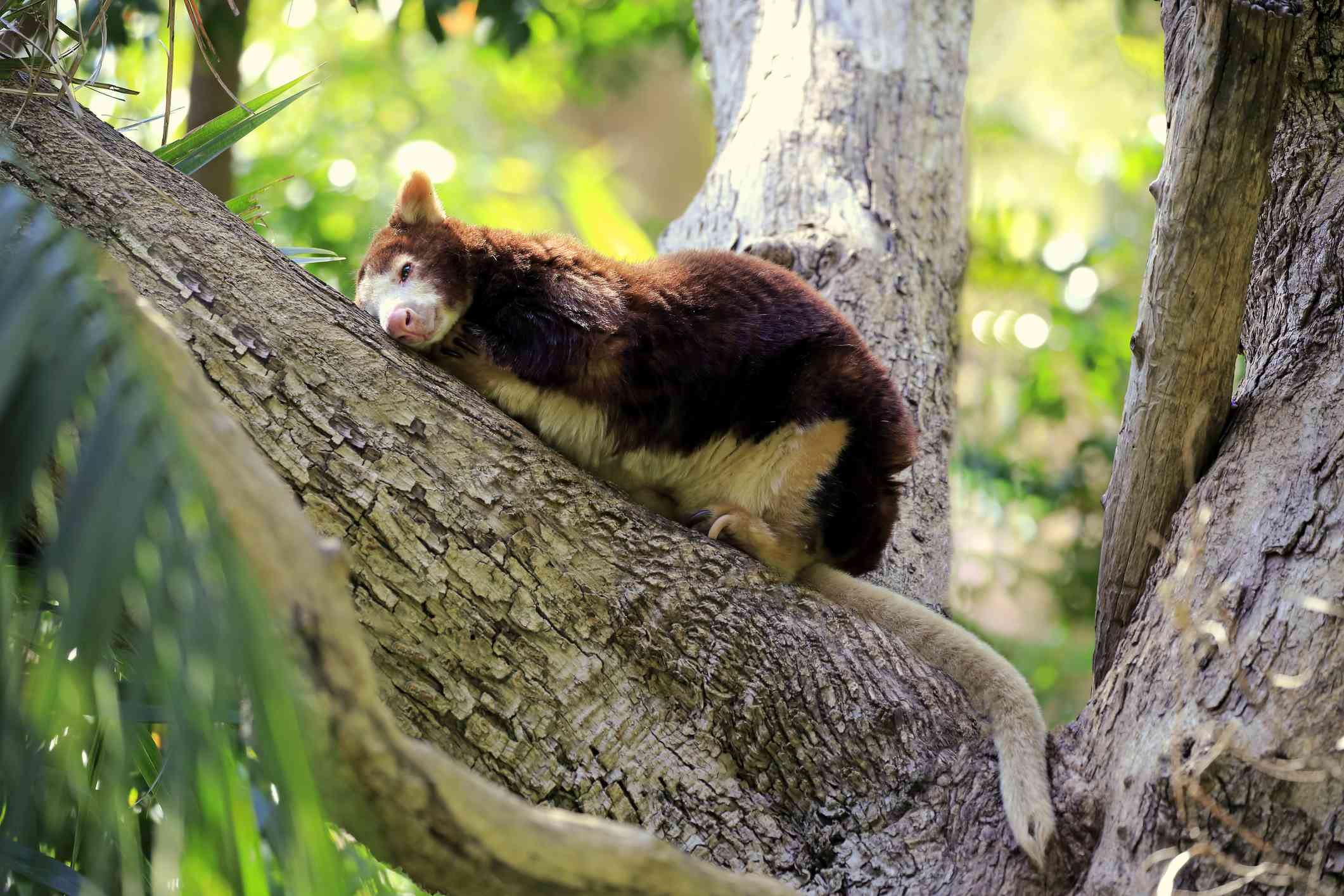 Matschie的树袋鼠在新几内亚的一棵树上休息