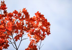 红枫树在阴暗的天空上留下。