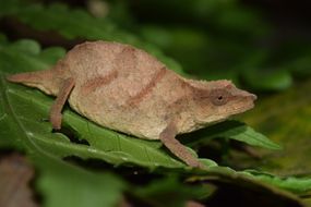 查普曼的Pygmy Chameleon“width=