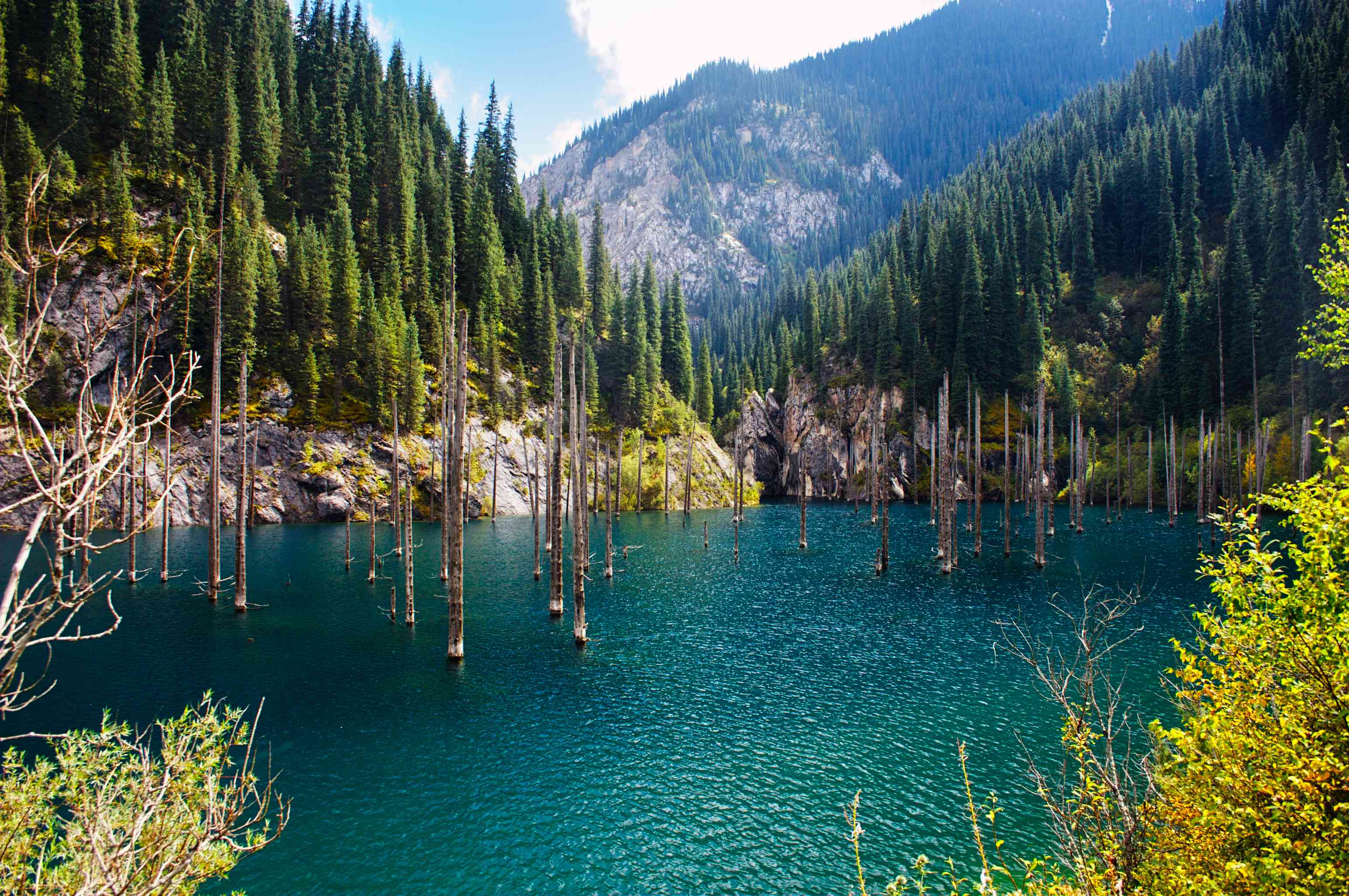高大瘦削的树木从山湖中蓝绿色的湖水中拔地而起。＂width=