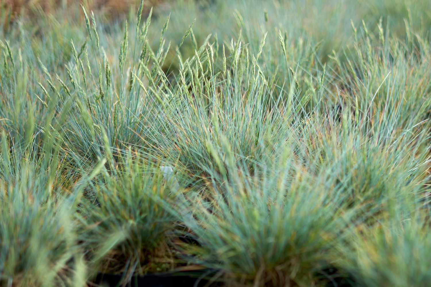 蓝色羊茅草是一个结块的装饰草坪盖替代品“width=