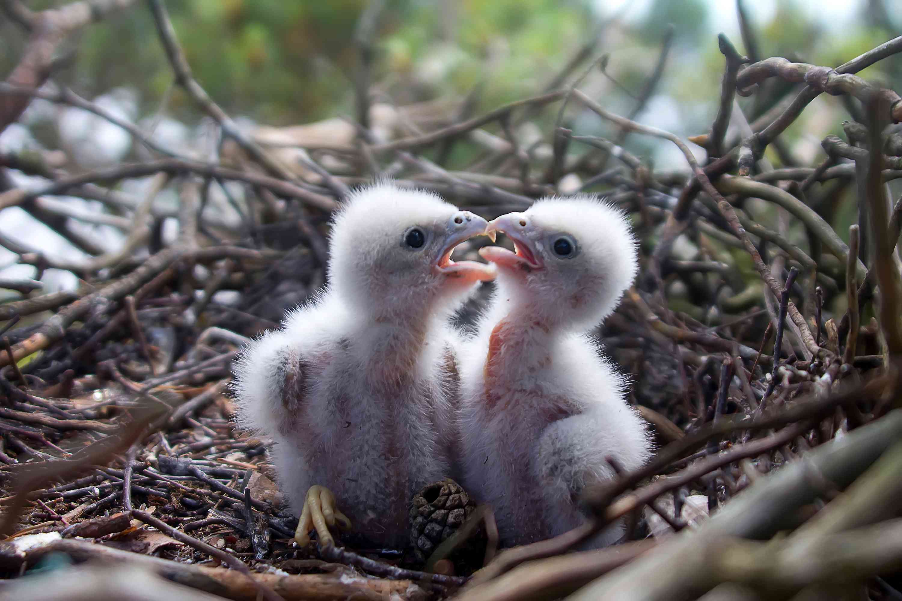 两只雏鹰在一个巢里