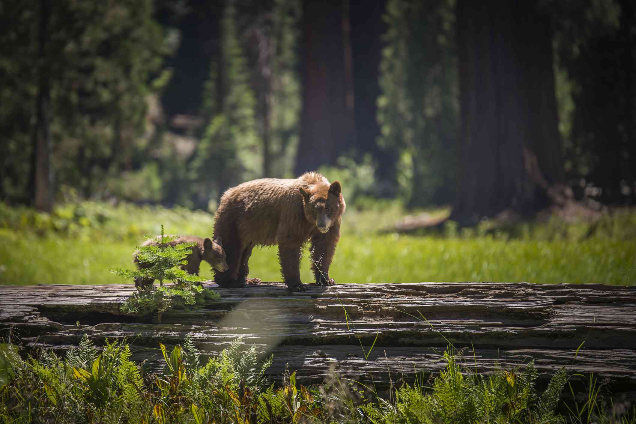 红杉国家公园，棕熊和棕熊幼崽＂width=