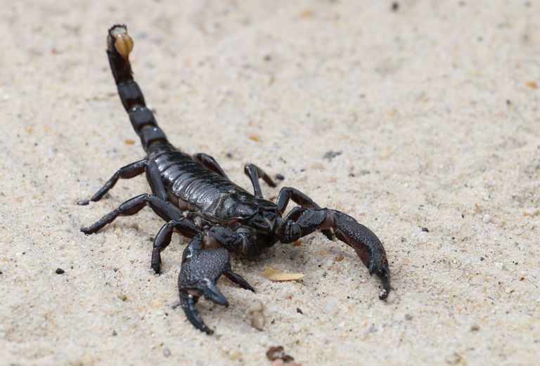 蝎子在沙滩上＂class=