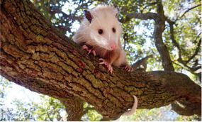 树上的负鼠