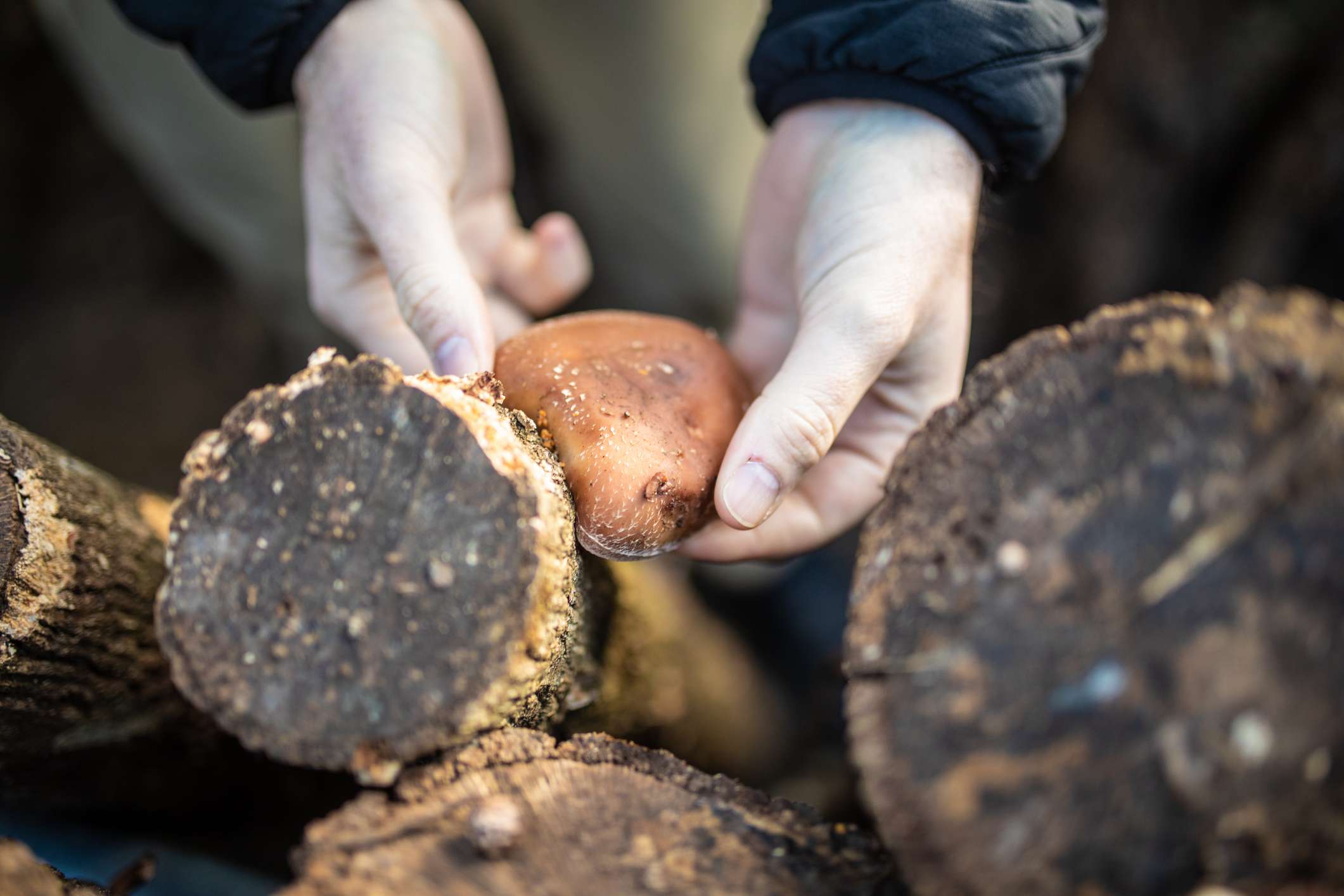 从圆木上摘香菇。