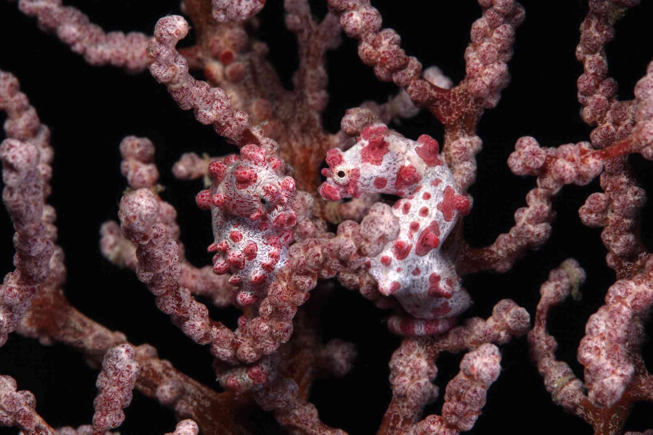 两只粉色和白色的侏儒海马躲在粉色的珊瑚中＂width=