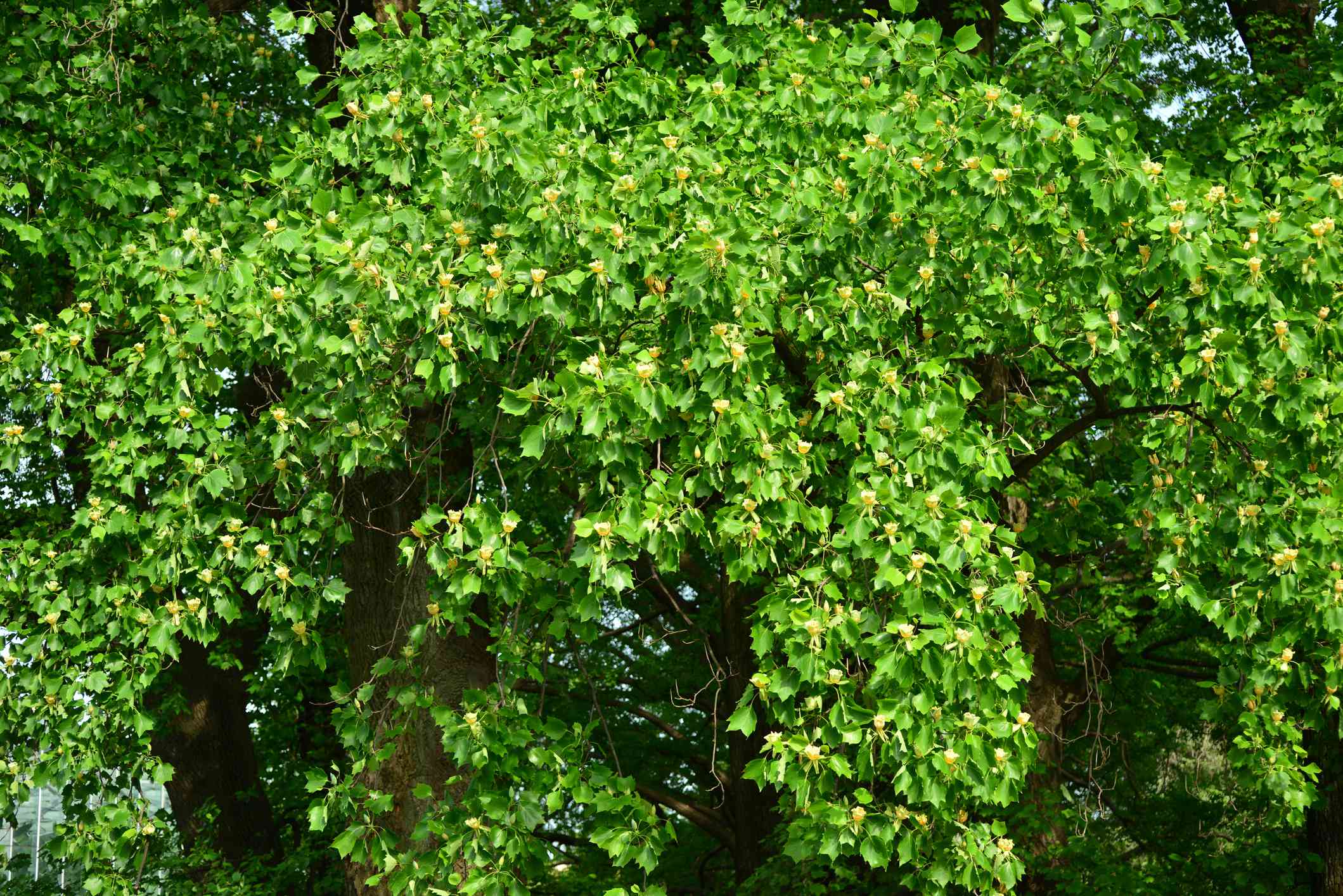 郁金香树，叶子绿色，花黄色＂width=