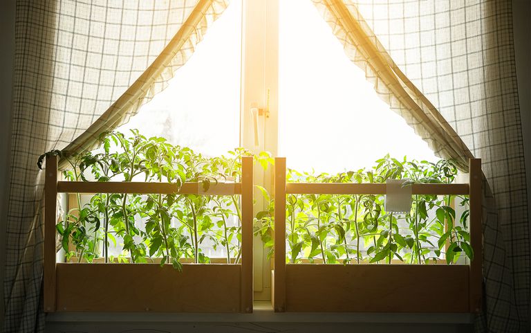 阳台上的年轻番茄幼苗在窗台上。在家种植有机蔬菜。农村生活。