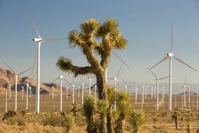 Tehachapi Pass风电场的一部分，该风电场是美国、加利福尼亚州、美国开发的第一个大型风电场区域，还有一棵约书亚树。
