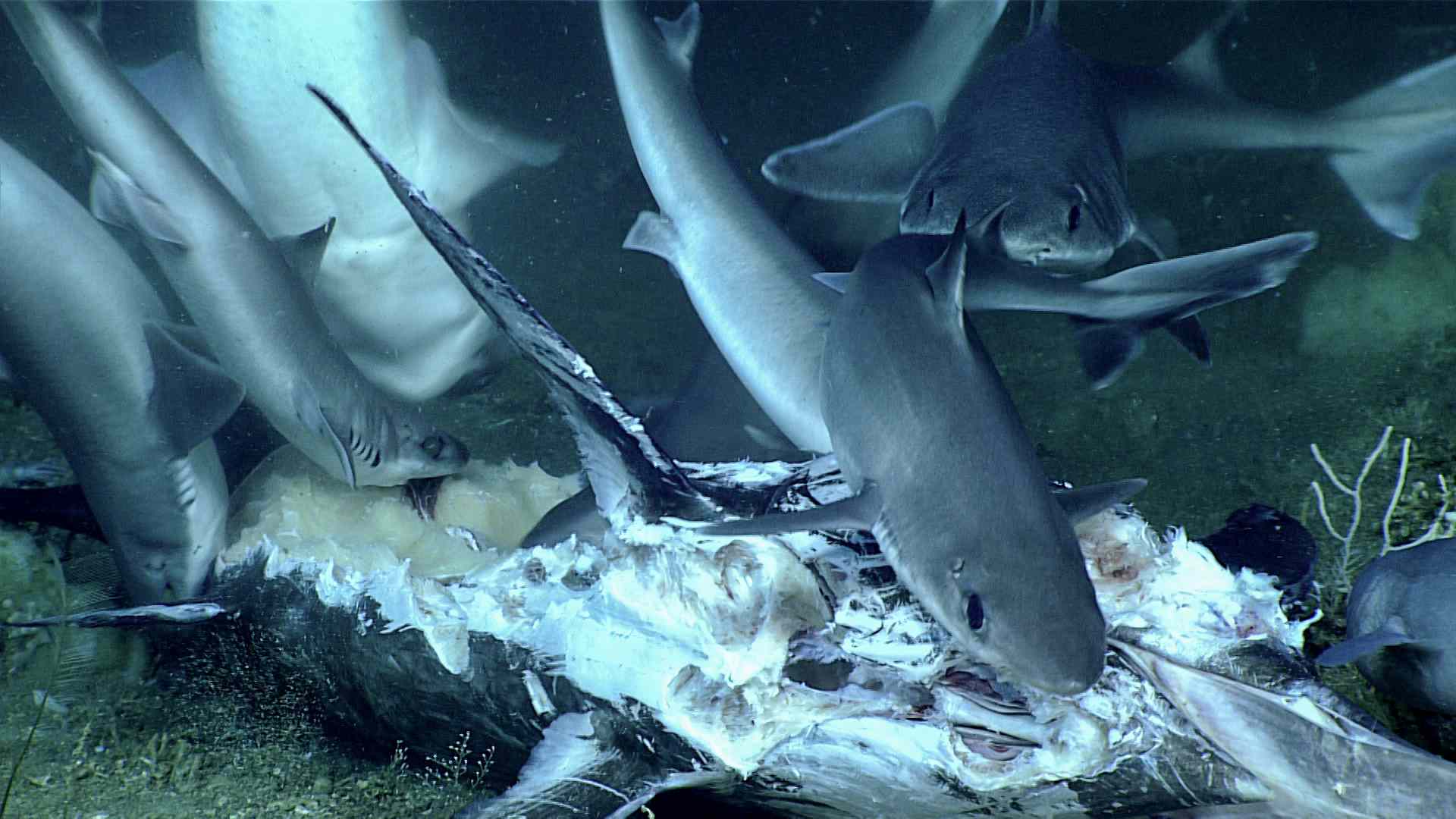 角鲨正在吃旗鱼的尸体。