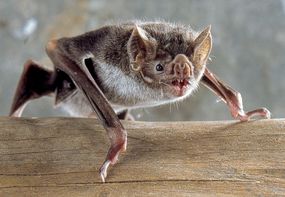 一只在木头上的吸血蝙蝠。＂width=