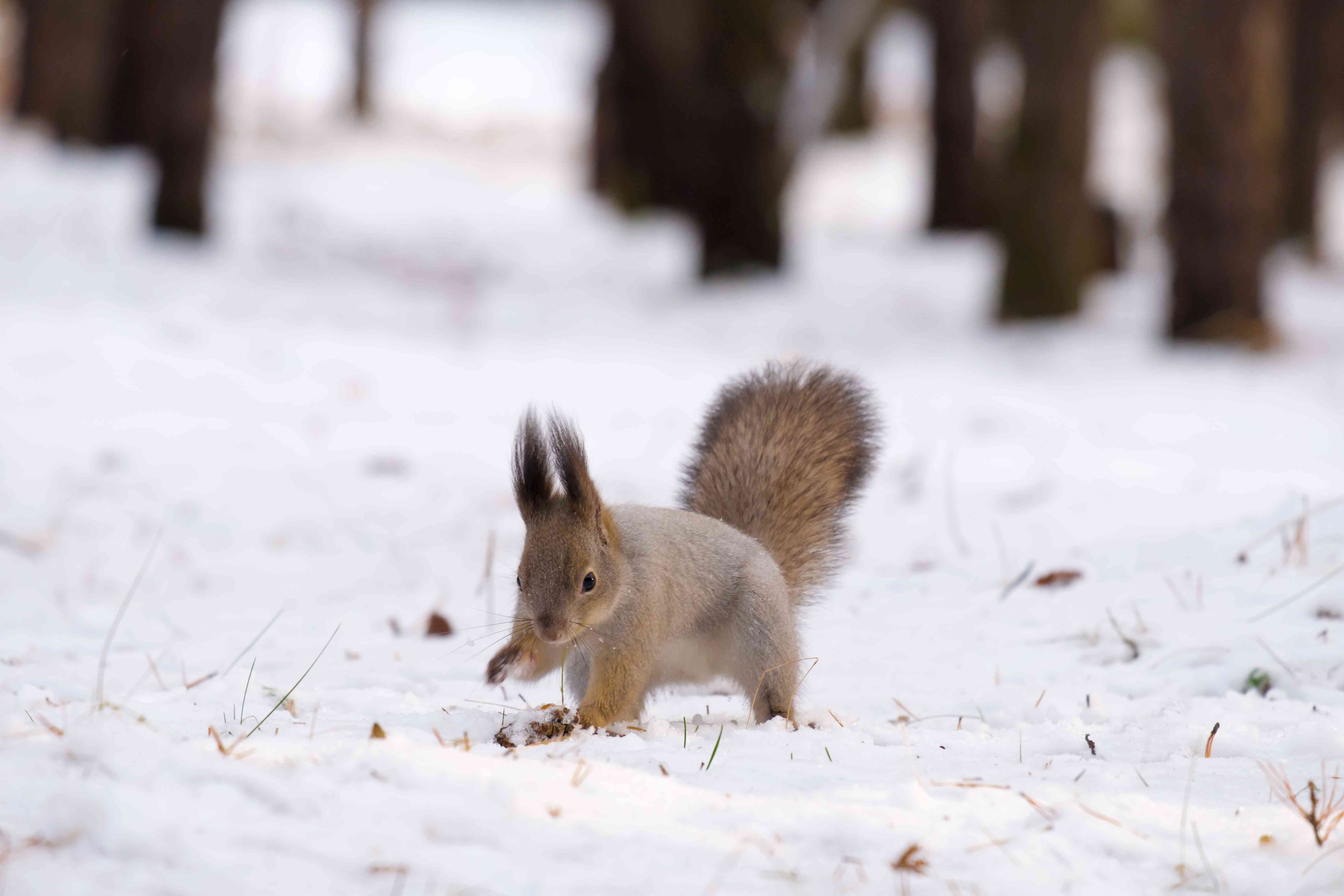 欧亚红松鼠在雪地里挖洞