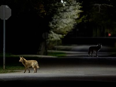 两只土狼晚上在街上游荡