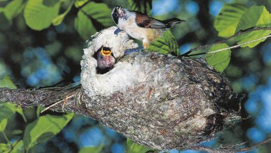 妈妈鸟在巢中的年轻喂食